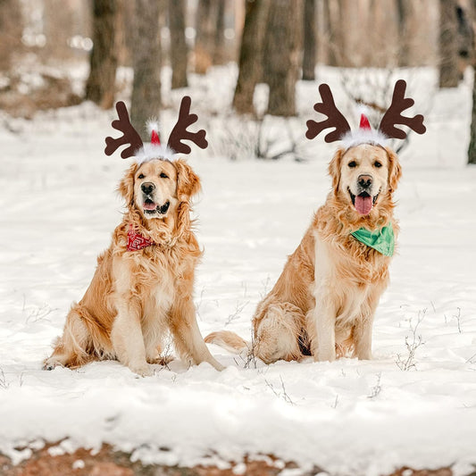 Dog Reindeer Antlers